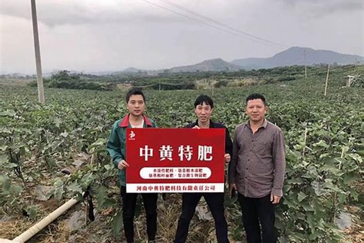 硫酸钾肥料适合种什么