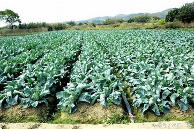 花棷菜多少天施肥一次