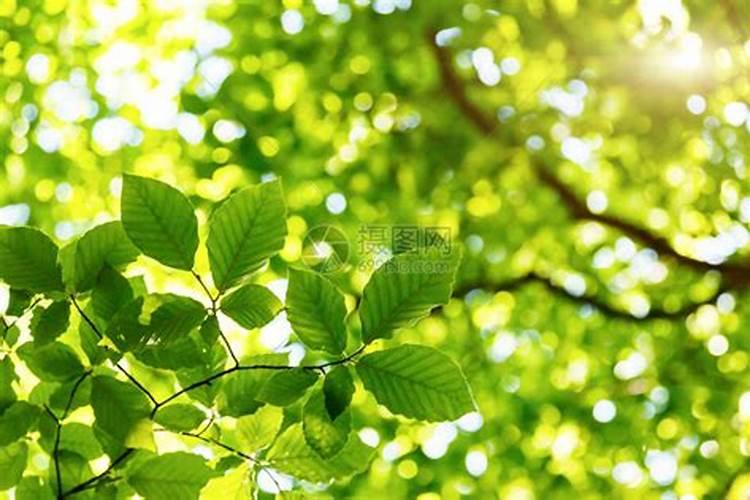 甜菜在什么时候喷叶面肥