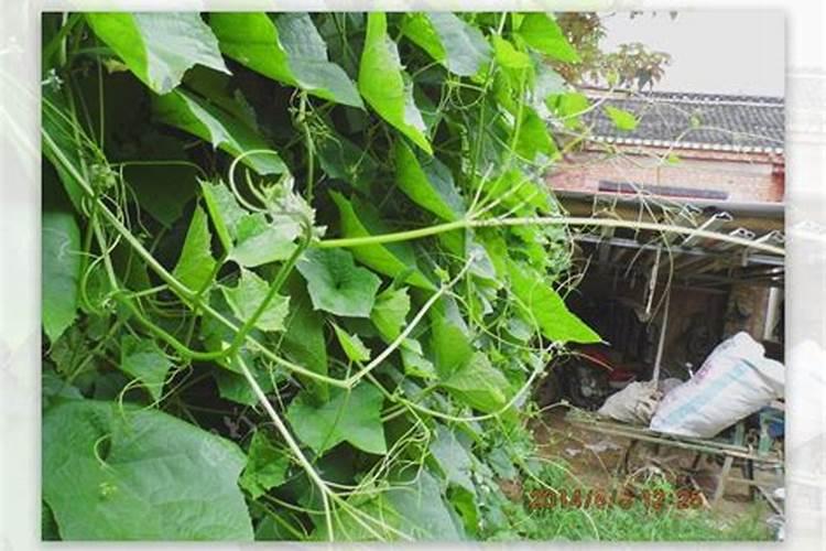 虎头茉莉怎么施肥