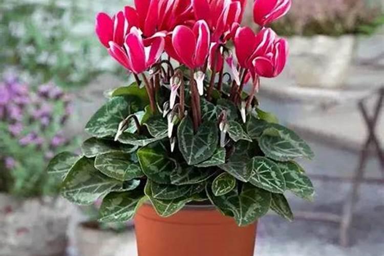 夏季柑橘树管理要点 柑橘怎么施肥