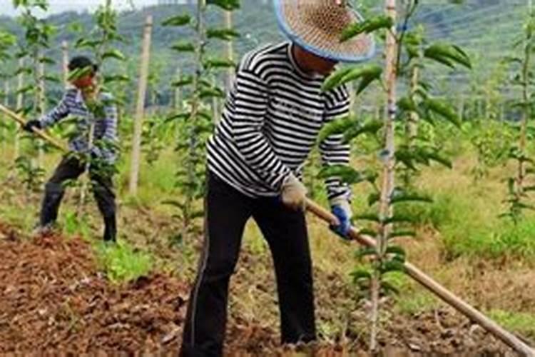 百香果用什么肥料最好
