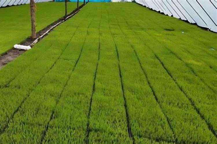 法师用什么肥料最好