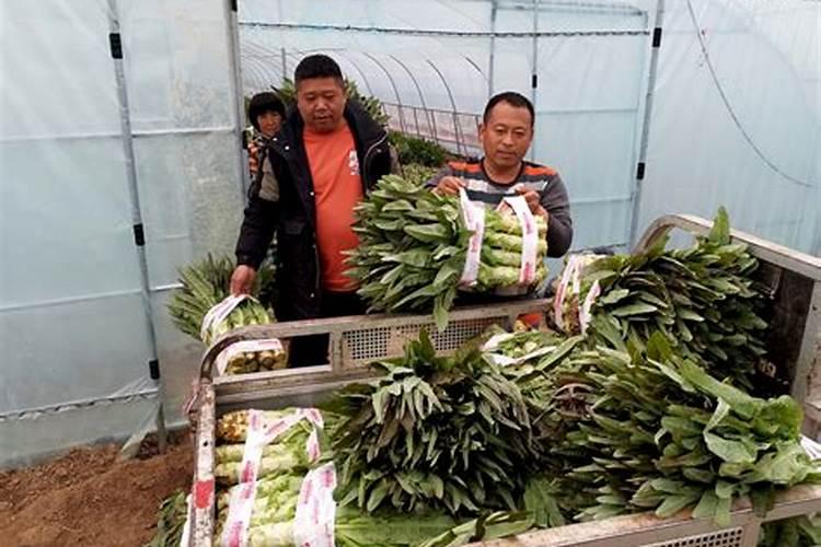 莴笋施什么肥长得粗壮