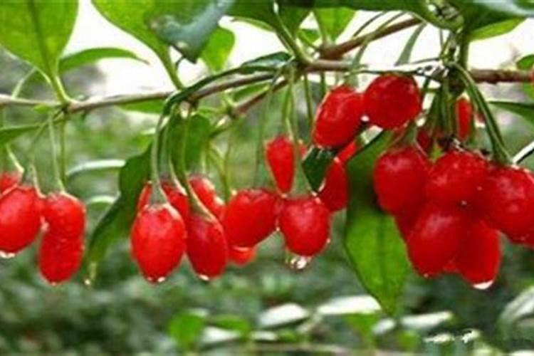 石榴树在开花结果时该怎样管理