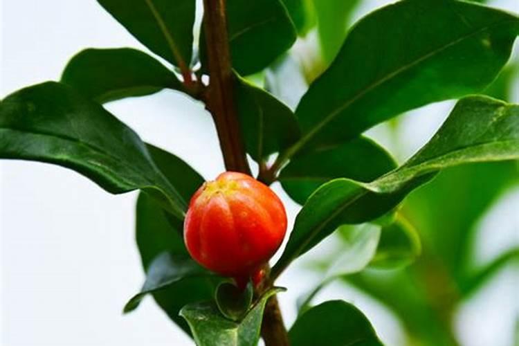 石榴树用什么肥料最好
