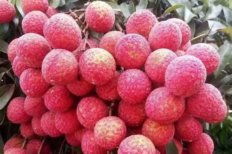 花生麸水液肥制作方法花生麸液肥如何自制