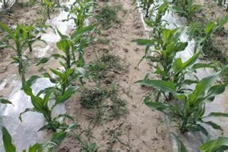 种植玉米的时候,什么时候施肥最合适？