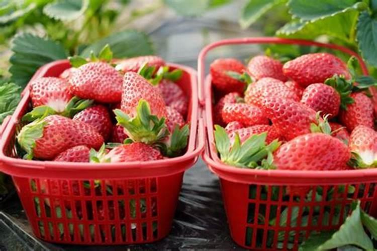 草莓开花前期用什么肥