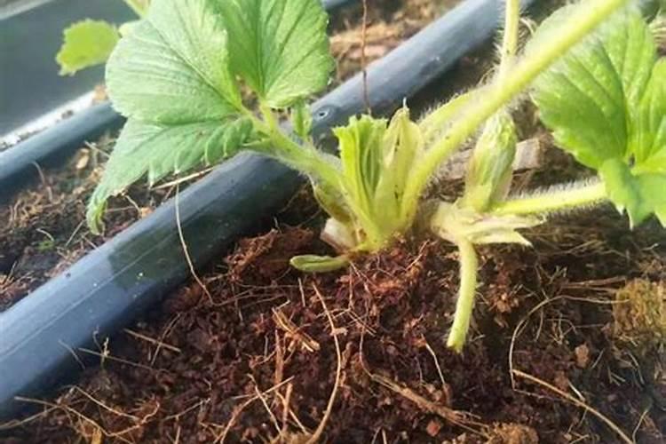 花芽分化用什么叶面肥