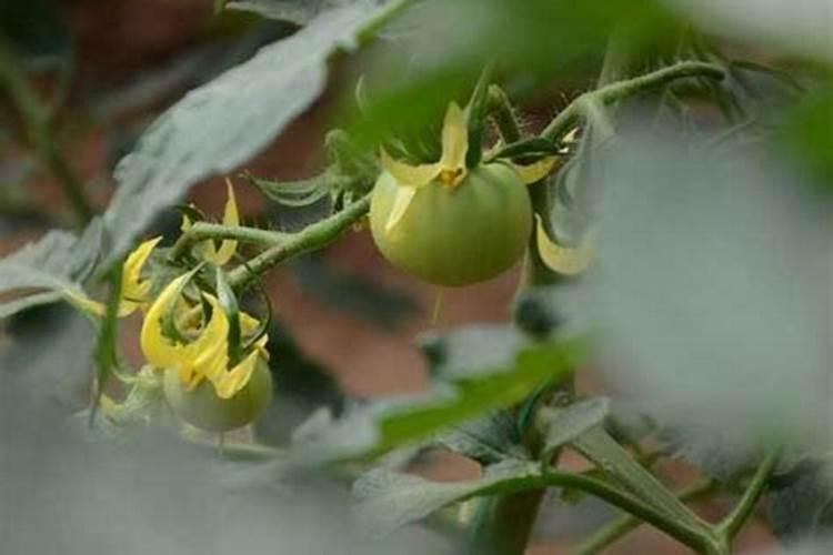 施叶面肥多久浇一次水最好