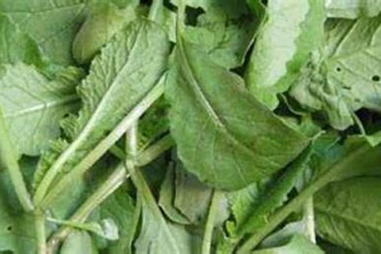 菜叶直接埋土里沤肥需要多久？