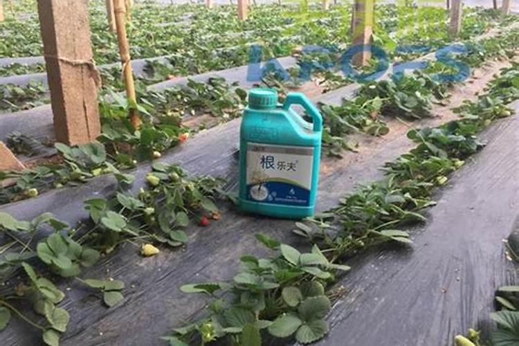 水溶肥厂家挑不对,效果不好