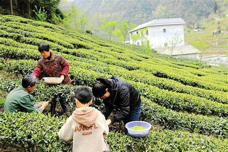 恩施市金苔香茶业有限责任公司怎么样？