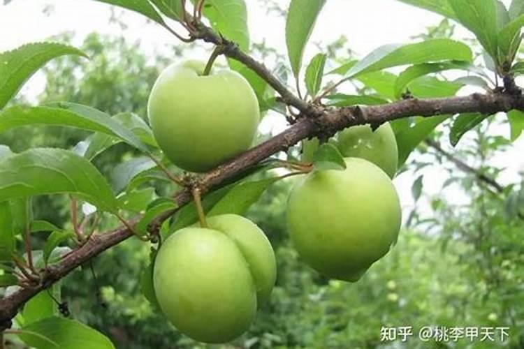 牡丹施肥用什么肥料