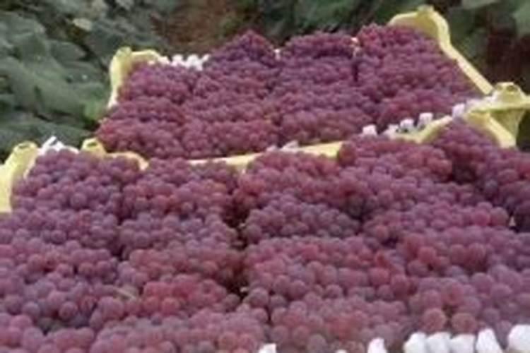 有一种很小迷你的葡萄很甜