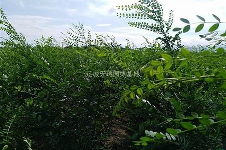 棉花硼肥什么时候打 如何正确使用