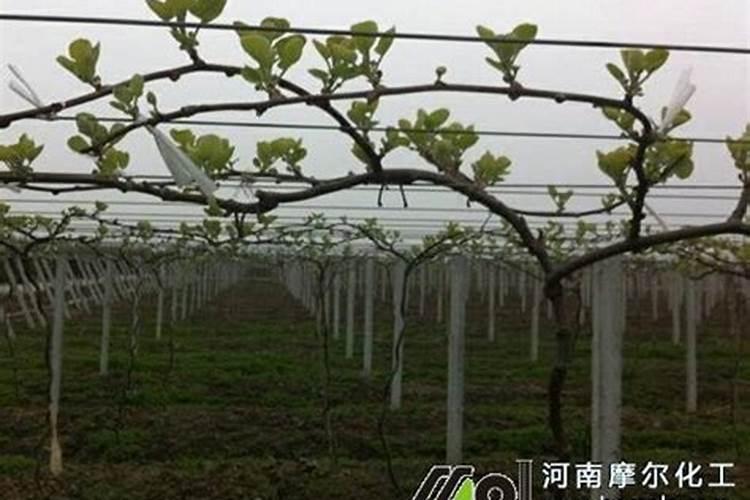 黄瓜打什么叶面肥黑绿