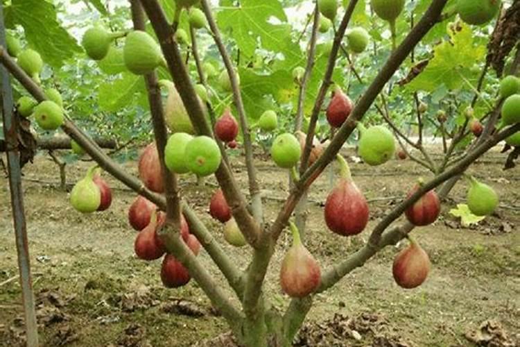 无花果施肥的正确方法