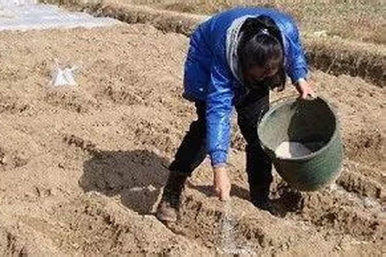露天豌豆多久浇一次水