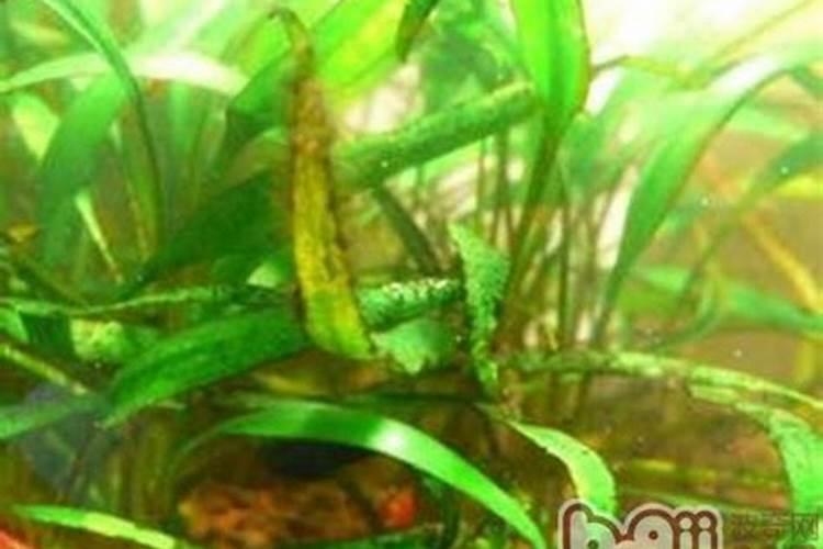 如何处理水族箱中的绿斑藻？