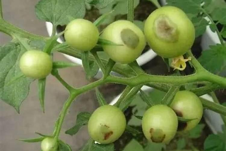 种甘蓝菜需要什么肥料