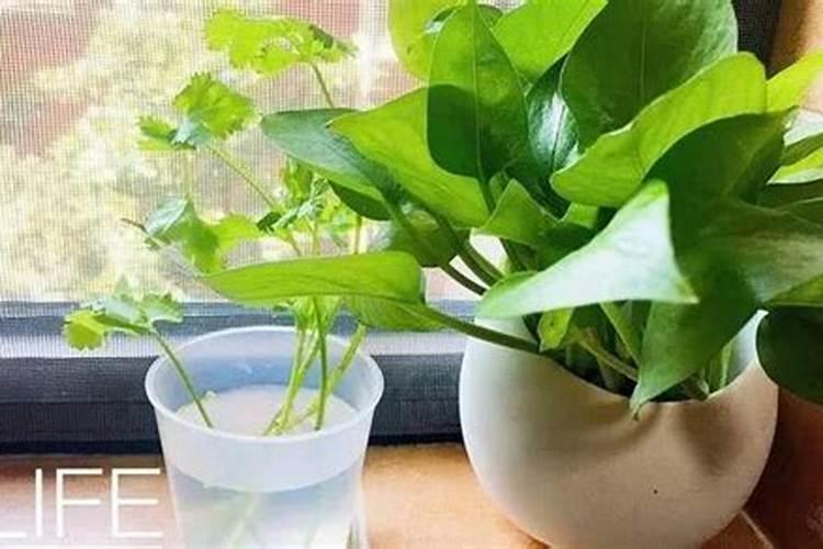肥料怎么做