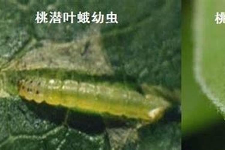 柚子树的潜叶虫用什么药好？