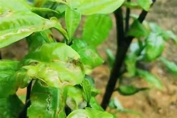 柑橘树上发现潜叶蛾怎么用药？
