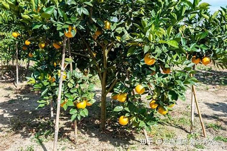 柑橘补锌方法