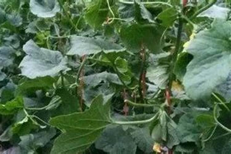 甜瓜什么时候追肥合适,高产追肥方法