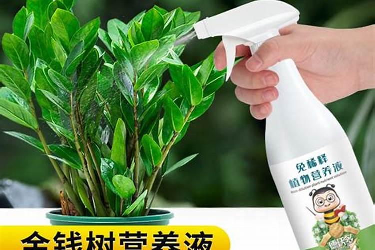这金钱树根部里面那么多绿色颗粒是什么？？？
