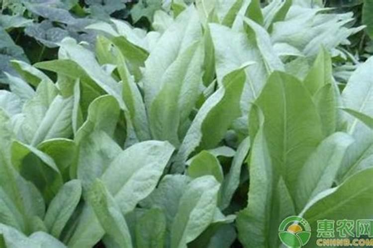 麦的种植是从什么时候开始的 苦麦菜的种植时间