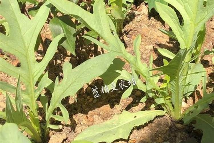 甜麦菜种植小技巧 甜麦菜种植技术