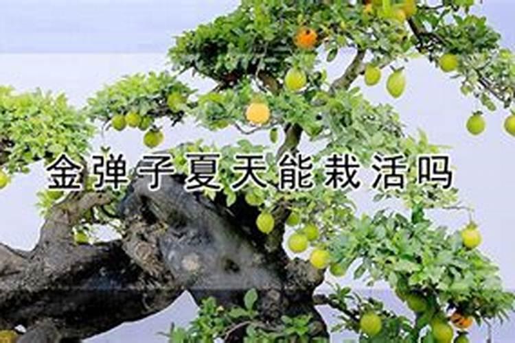 见到农民玉米追肥用尿素时直接扔到地里面,这样不会影响效果吗？