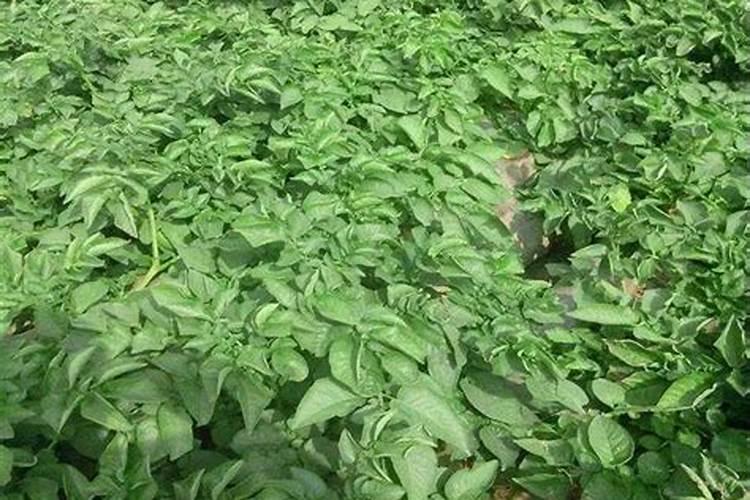土豆追肥用什么肥料 种土豆怎么施肥