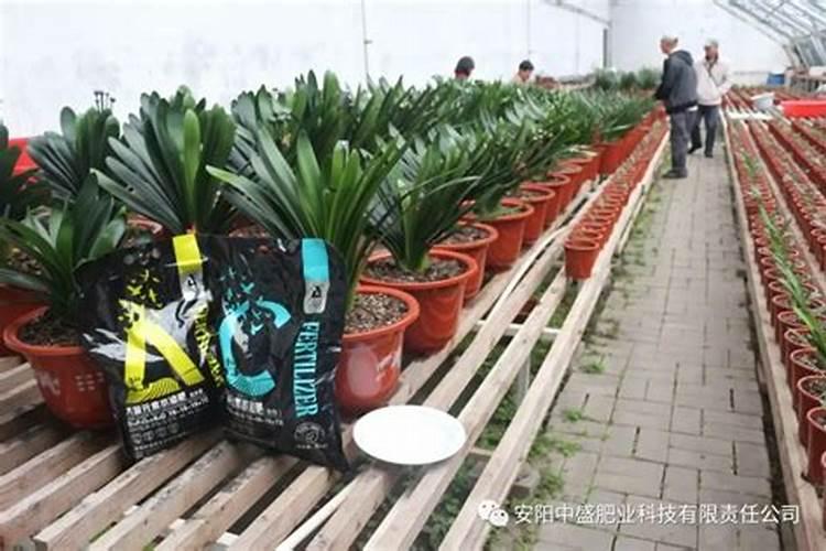 复合肥可以浇君子兰吗