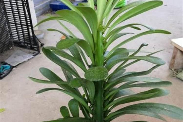 庭院内果树种植方法