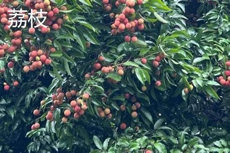 大蒜苗黄尖怎么回事？