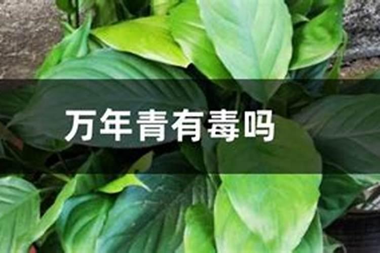 万年青用什么肥料好