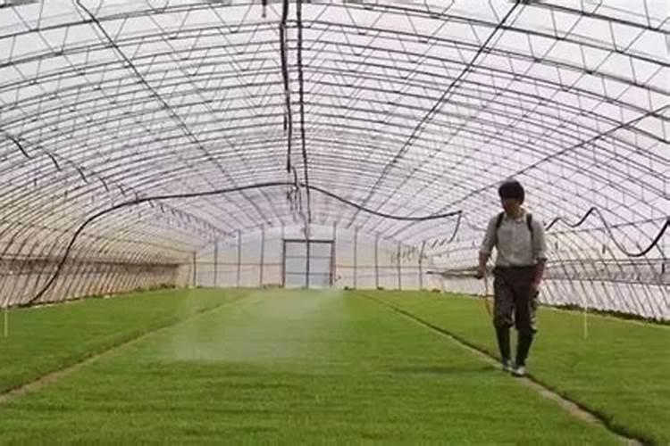 黄腐酸钾一亩地用多少