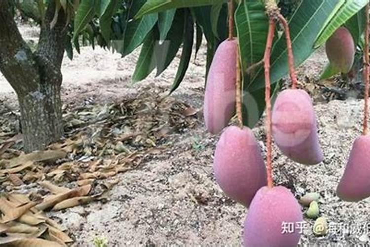 果实膨大期用什么叶面肥