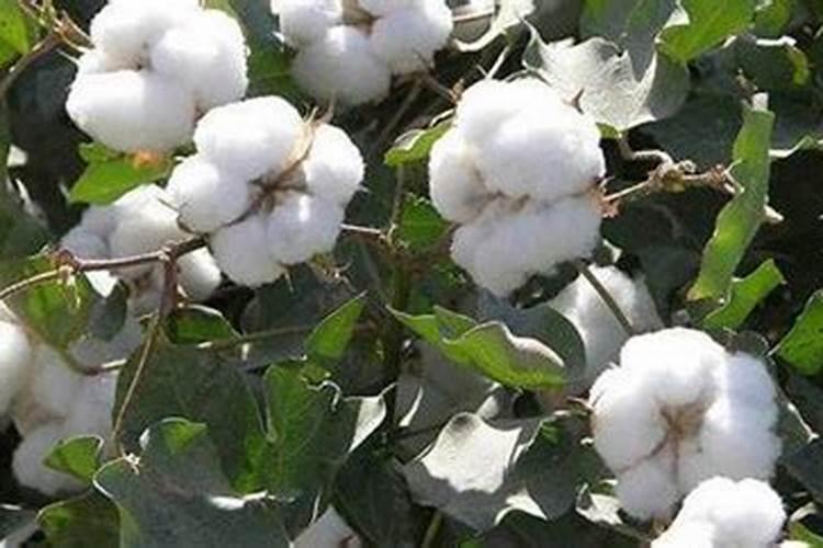 棉花后期需要什么肥料