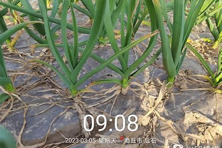 硫酸钙可以用在花上吗