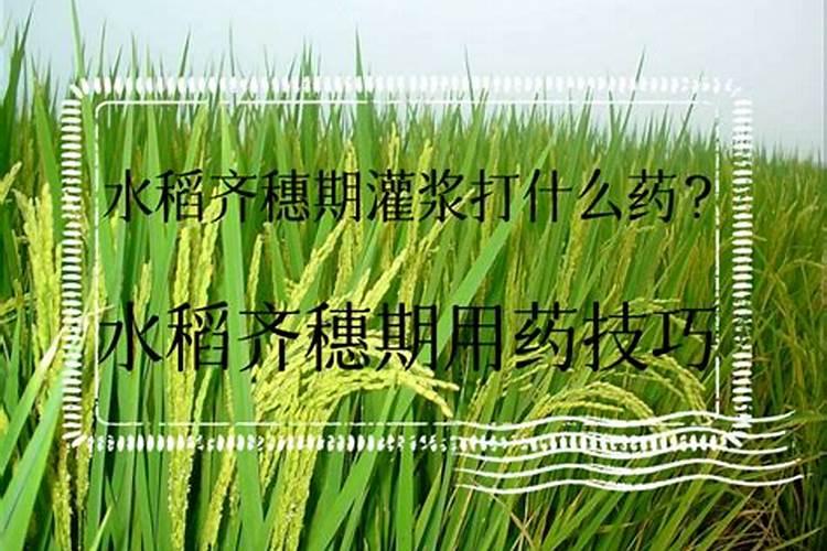 水稻在7月几号追穗肥,一亩地用肥多少斤？用什么肥料好
