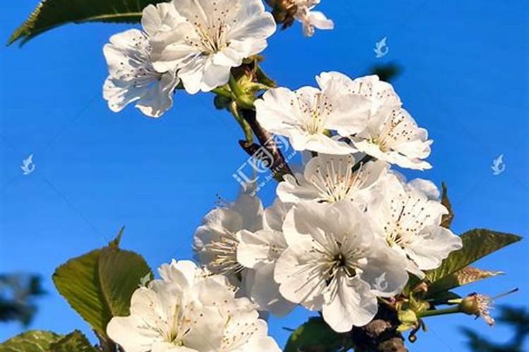 大樱桃开花打什么药坐果高？