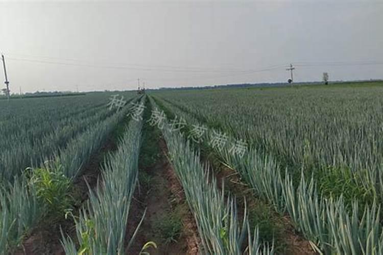 颗粒水溶肥巧棵力在什么作物上用效果好？
