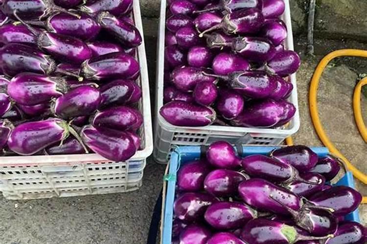 最适合茄子的肥料