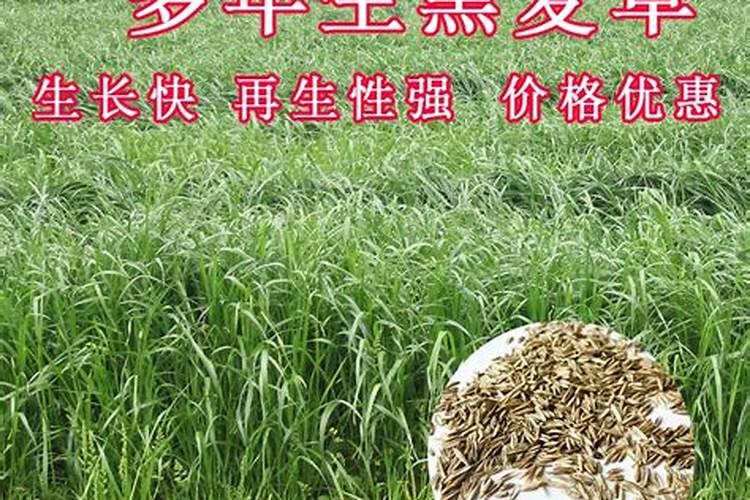 黑麦草如何施肥