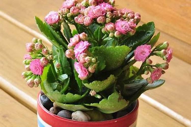 长寿花施肥方法时间 长寿花什么时候施肥